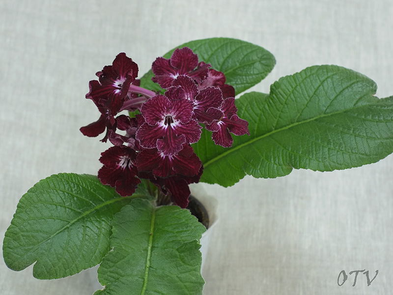 DS_Igra_s_Ognem.jpg