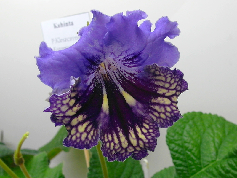 Kahinta_Pak.jpg