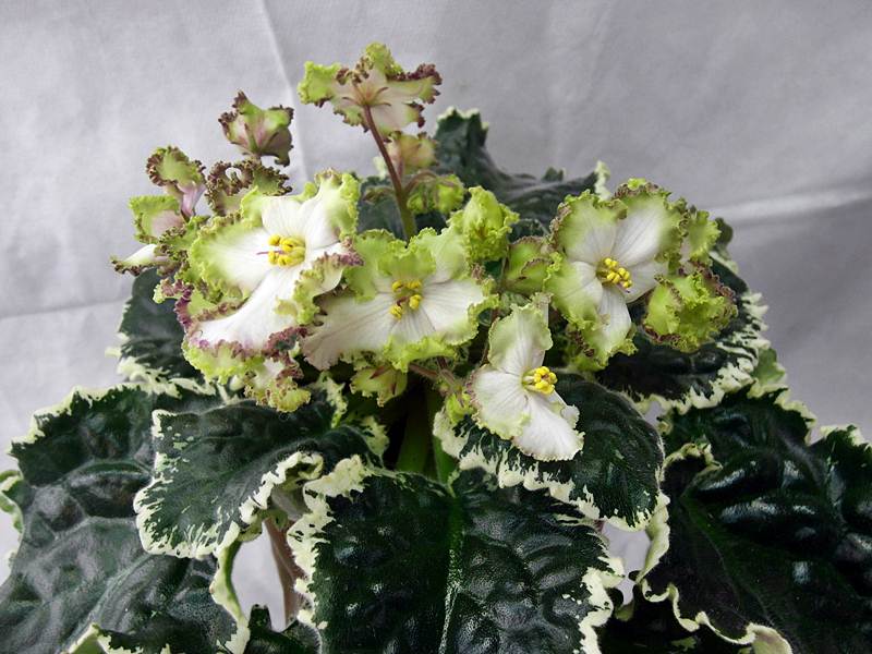 Buckeye Irish Lace.JPG