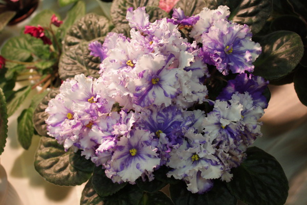 IMG_3715_resize.JPG