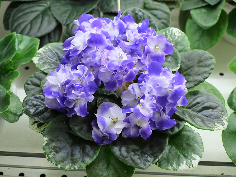 Park Avenue Blue(LLG/Sorano)