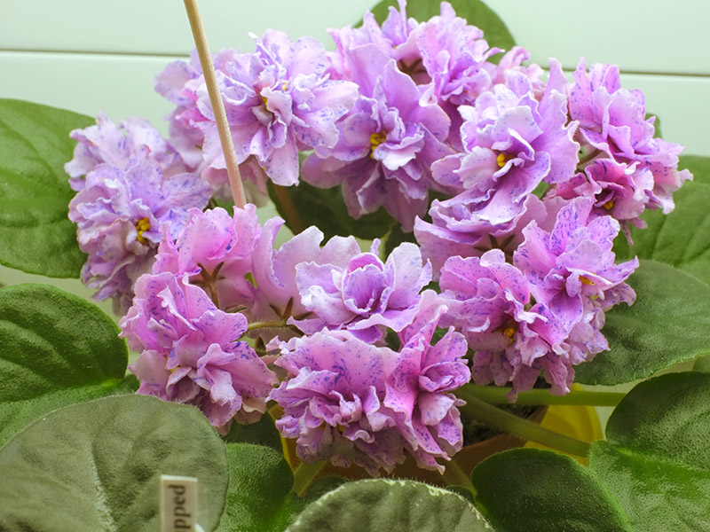 Opera`s Electra (Burdick)
