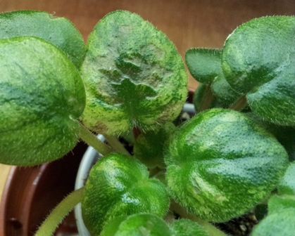 20130206_191550.jpg