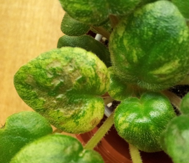 20130206_191606.jpg