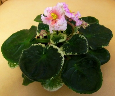 PICT0028.JPG