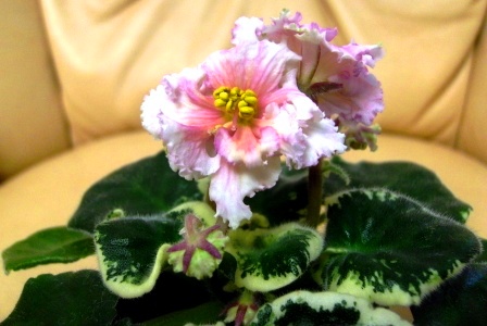 PICT0030.JPG