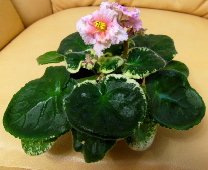 PICT0029.JPG
