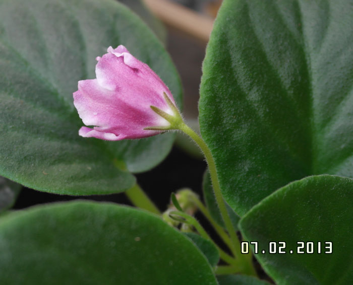 2013_02100004.jpg
