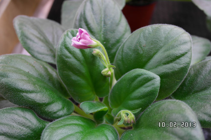 2013_02100086.jpg