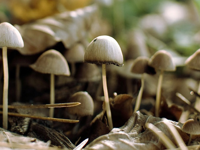toadstools-wallpaper-1366x768.jpg