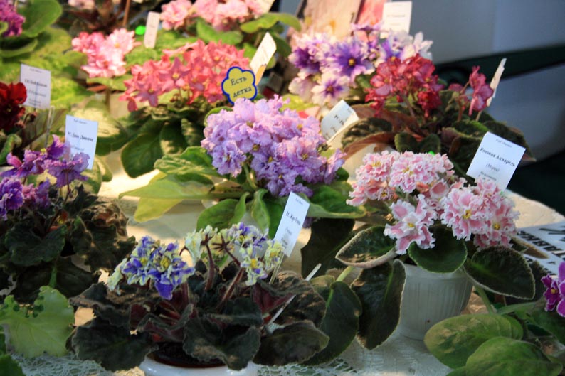 IMG_2289.jpg