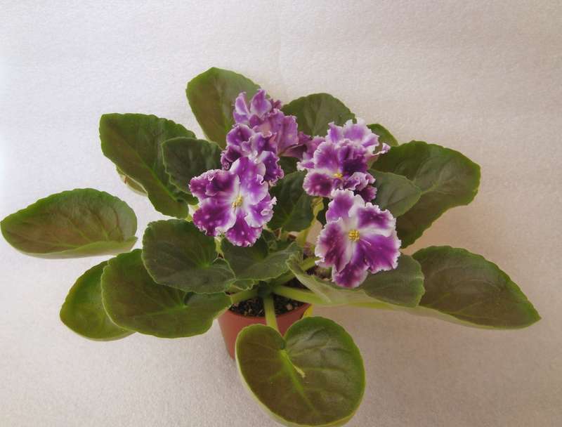 АЕ-Авантюра.jpg