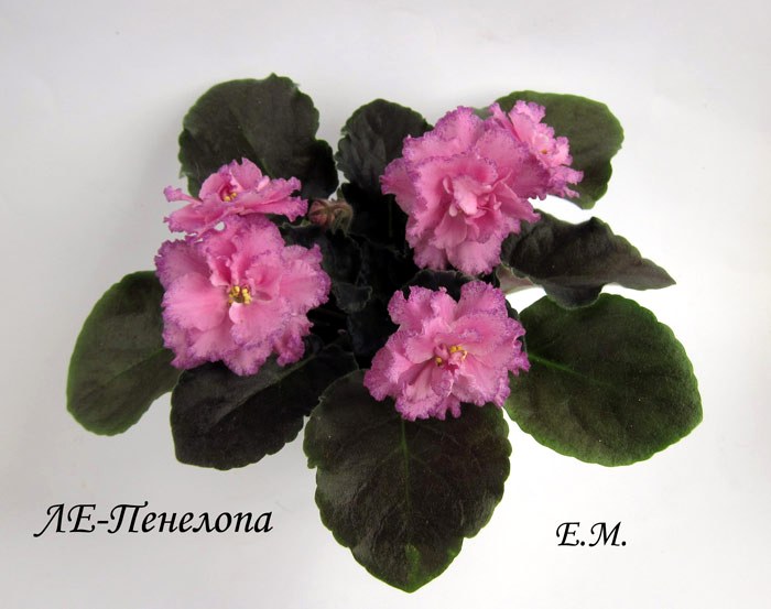 ЛЕ-Пенелопа.jpg
