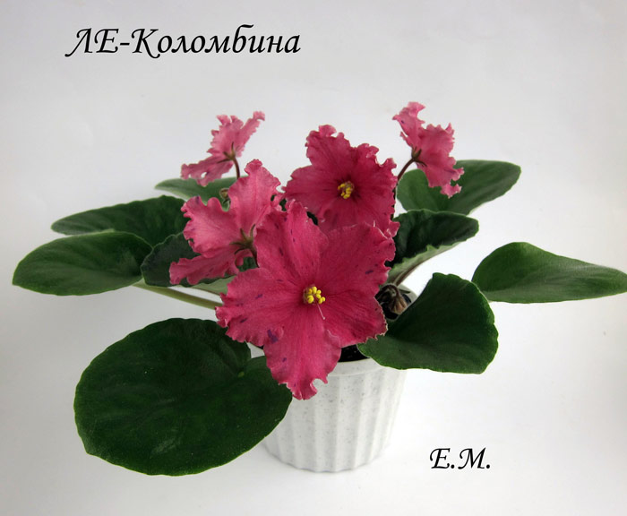 ЛЕ-Коломбина.jpg