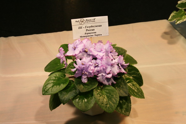 IMG_0639_exposure_resize.jpg