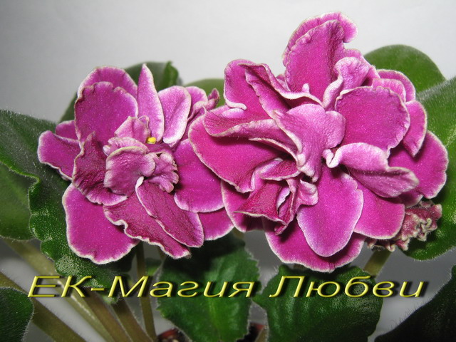 ЕК-Магия Любви.jpg