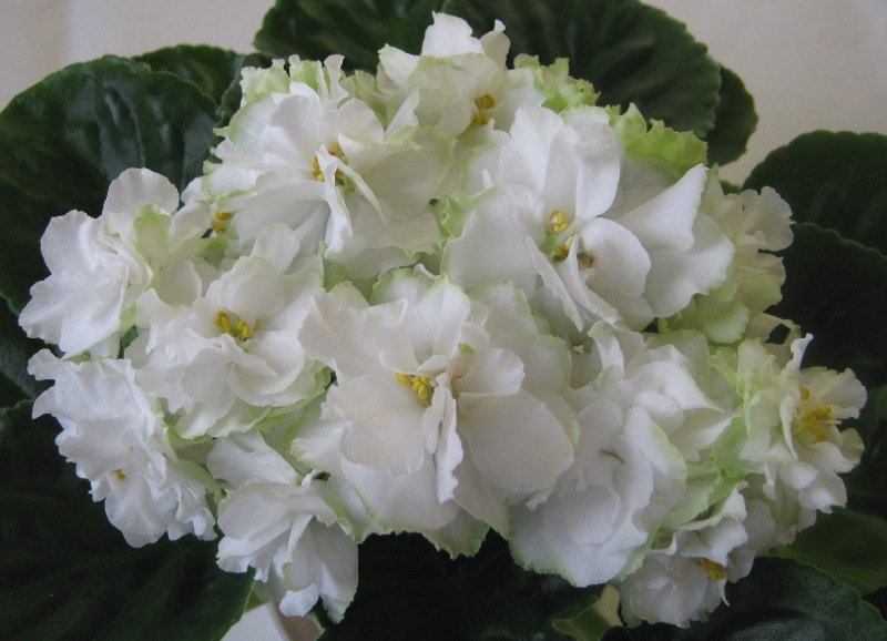 Spring Rose.JPG