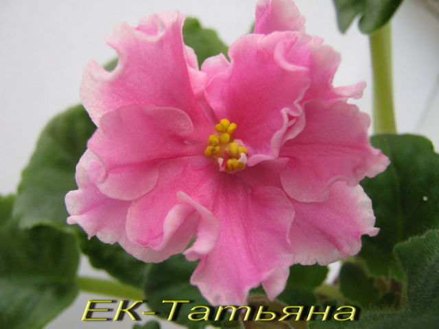 ЕК-Татьяна1.jpg