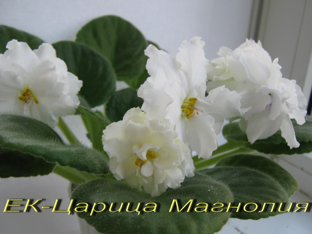 ЕК-Царица Магнолия.11jpg.jpg