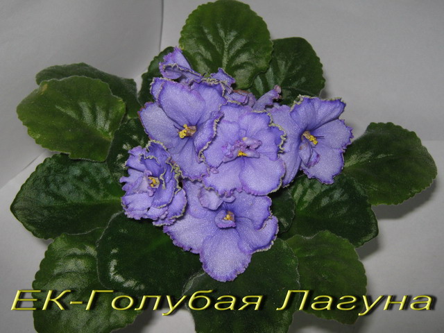 ЕК-Голубая Лагуна.1jpg.jpg