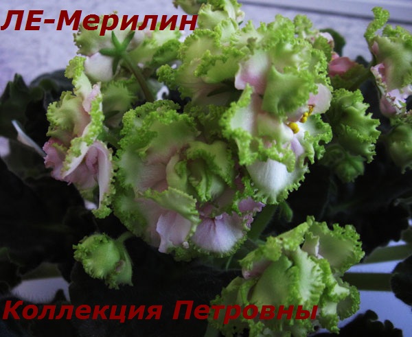 ЛЕ-Мерилин-2.jpg