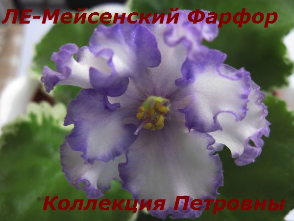 ЛЕ-Мейсенский-Фарфор.jpg