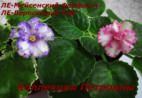 ЛЕ-Мейсенский-Фарфор-и-ЛЕ-Вересковый-Сад.jpg