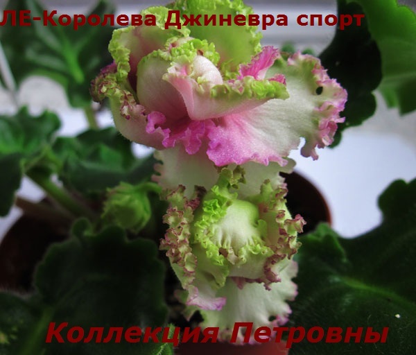 ЛЕ-Королева-Джиневра-спорт2.jpg