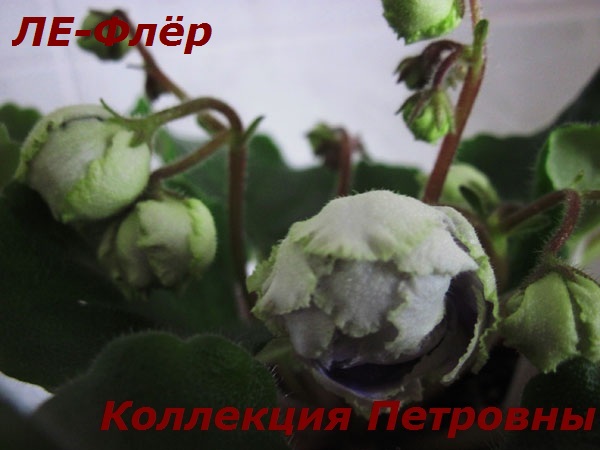 ЛЕ-Флёр.jpg
