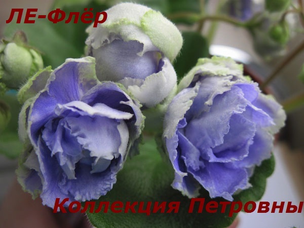 ЛЕ-Флёр1.jpg