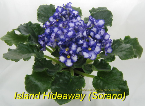 Island Hideаway (Sorano).jpg