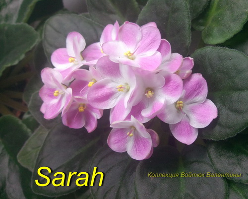 Sarah.jpg