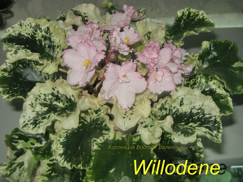Willodene1.jpg