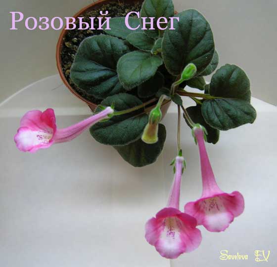 Розовый_Снег1.jpg