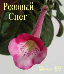 Розовый_Снег.jpg