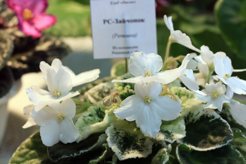 IMG_2104.jpg