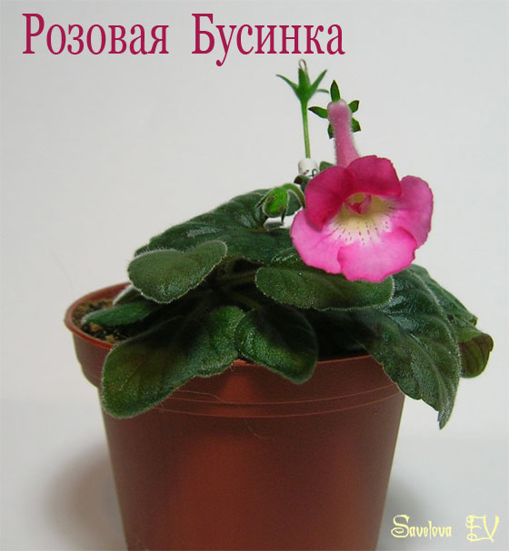 Розовая-Бусинка.jpg