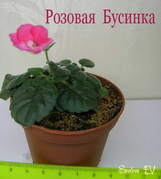 Розовая-Бусинка_розетка.jpg