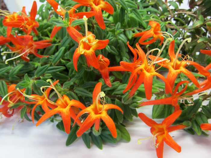Hirsuta