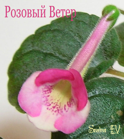 Ролзовый-Ветер_цветок.jpg