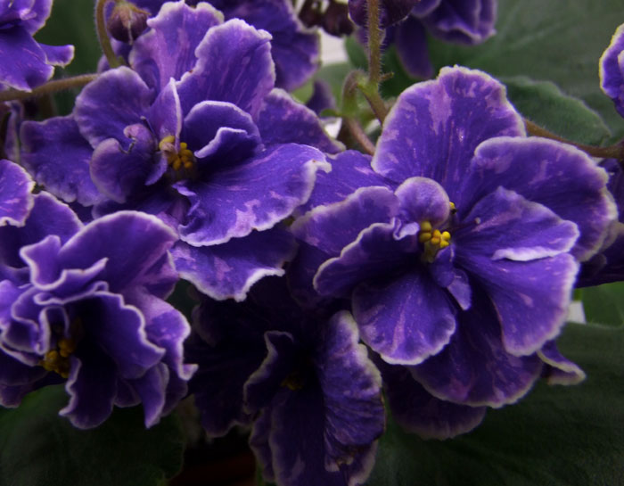 Grape-Glory2.jpg