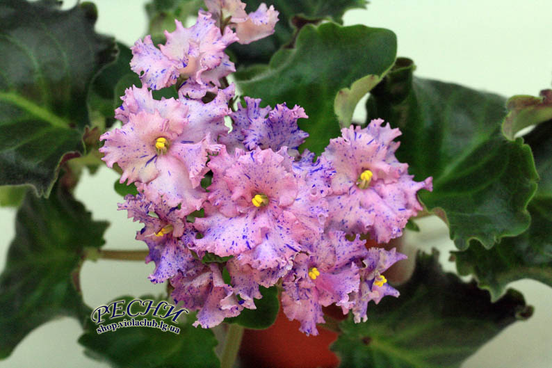 IMG_3595 копия.jpg