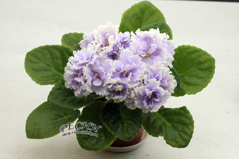 IMG_3397 копия.jpg