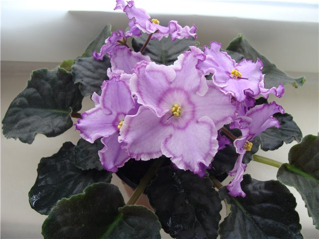 ЛЕ-Кольца Сатурна.jpg