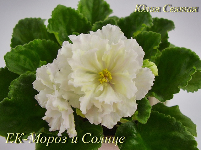 ЕК-Мороз и Солнце (Коршунова)