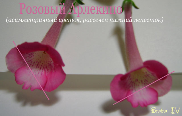 Розовый_Арлекино2цвт.jpg