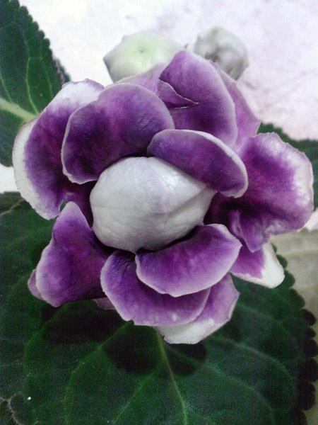 Сеянец №34.jpg