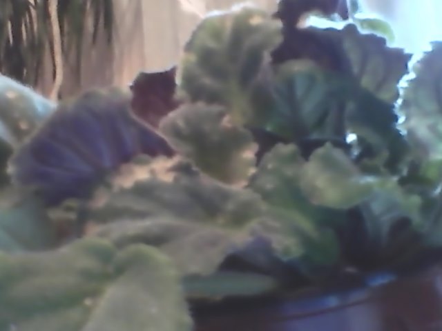 Snapshot_20130301.JPG