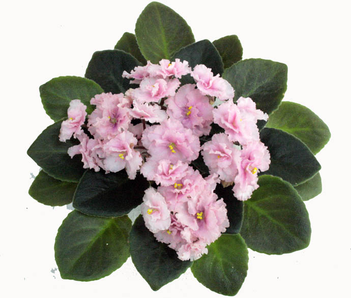 3 место  Rob's Pink Puff (Robinson) коллекционер И.Щедрина