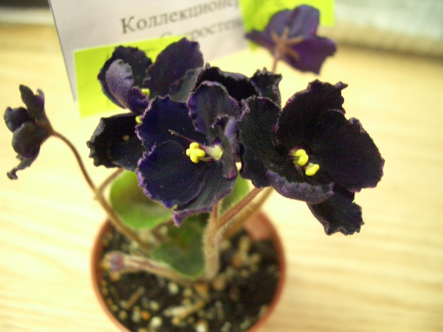 Mac's Black Pearl Старостенко 2.JPG